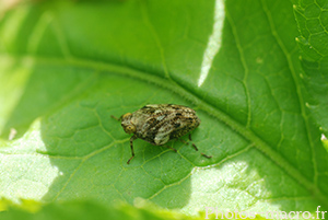 Issus muscaeformis